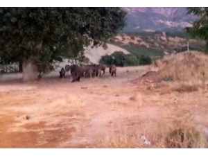 Tunceli’de Yaban Domuzları Bu Kez De Gündüz Görüntülendi