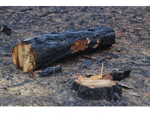 Yangın Yarası Yeniden Sarılacak