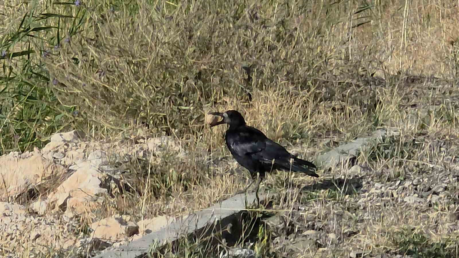 karga-zekasiyla-yine-hayrete-dusurdu