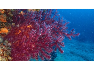 Kırmızı Mercanlar İçin Proje