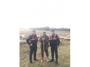 Çaldığı Koyunları Satamadan Yakalandı