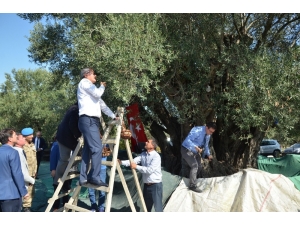 Bin 657 Yaşındaki Ağaçtan Zeytin Hasadı