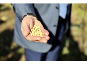 Ordu, Soyaya Yöneliyor