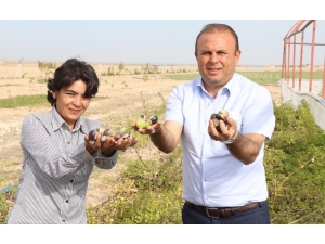 Yakalandığı Meme Kanserini Yetiştirdiği Mor Çilekle Yendi