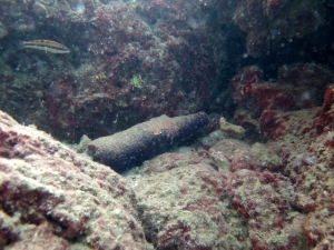 Deniz Dibinde Şaşırtıcı Sonuç