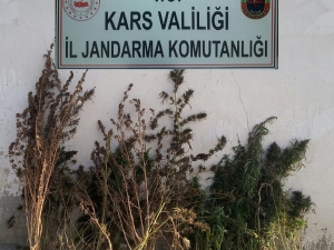 Arpaçay’da Kök Kenevir Ele Geçirildi