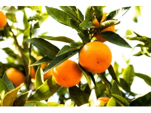 Mandalinanın İhracat Yolculuğu 18 Ekim’de Başlıyor