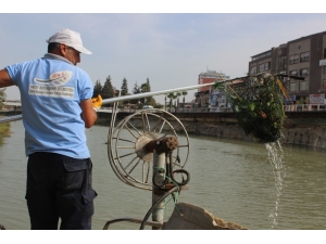 Asi Nehri’nde Su Sümbülleriye Mücadele