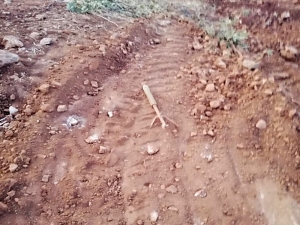 Dargeçit’te Askeri Üs Bölgesi Yakınlarında Patlamamış Roket Bulundu