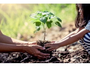 Parlak Fikirler Ormana Dönüşecek