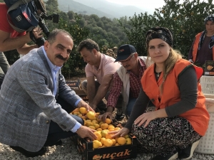 Satsuma Mandalinanın İhracat Yolculuğu 18 Ekim’de Başlıyor