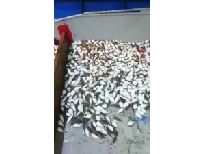 Antalya’da Balıkçı Ağına Yüzlerce Balon Balığı Takıldı