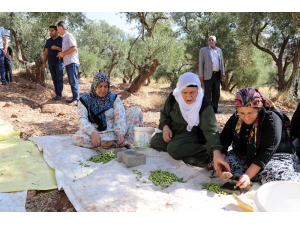 Ödüllü Derik Zeytininde Hasat Sezonu Başladı
