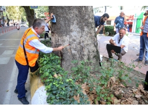 Devrilme Riski Olan Asırlık Çınar Ağacı Kesilecek