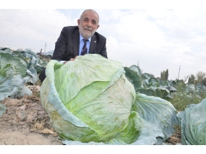 Elbistan Lahanasına "Coğrafi İşaret" Alınacak