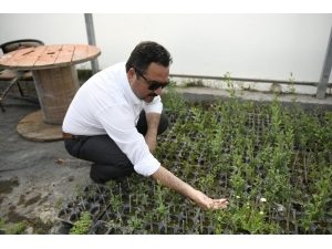 Elbistan’da Lavanta Vadisi Oluşturuluyor