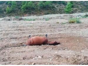 Marmaris’te At Katliamı