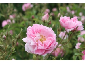 Gül Üreticisine Rekolte Artışı Şoku: Alım Fiyatı 7.80 Lirada Kaldı