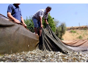 Denizi Olmayan Manisa’nın Yüzü Balıkçılıkla Gülecek
