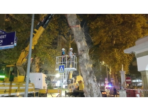 Devrilme Riski Taşıyan Çınar Ağacı Kesildi