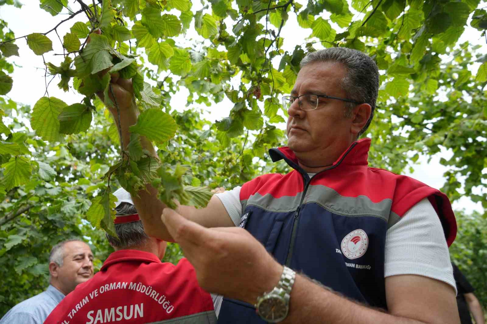 samsun-da-findik-rekolte-tahmini-calismalari-tamamlandi