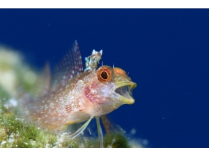 Altın Palet’ Kaş’ta Başladı