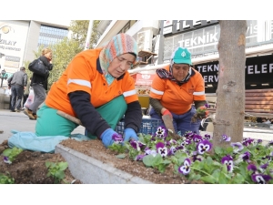Kışlık Menekşeler Sakarya’da
