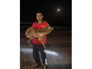 Su Kanalına Düşen Köpeği İtfaiye Kurtardı