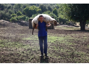 Aydın Büyükşehir, Çine Çaparına Sahip Çıktı
