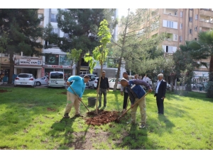 Haliliye’de Fidanlar Toprakla Buluşuyor