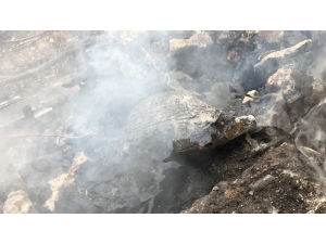 Yanan Kaplumbağanın Görüntüsü Yürekleri Sızlattı