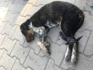 Dört Ayağını Bağlayıp Denize Attılar