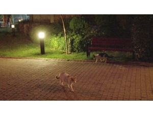 Kedilerin Mamasına Kimyasal Madde Koyduğu İddia Edilen Şahsa Tepki