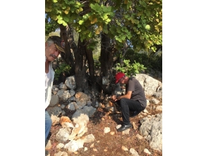 Kaş’ta Aksan’dan’ Biyolojik Çeşitliliğin Korunması’ Araştırması