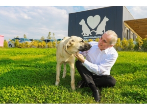 Sopayla Acımasızca Dövülen Köpek Artık ‘Mutlu’ Olacak