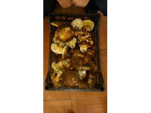 Sinop’un Ormanlarından Fesleğen Mantarı Fışkırıyor