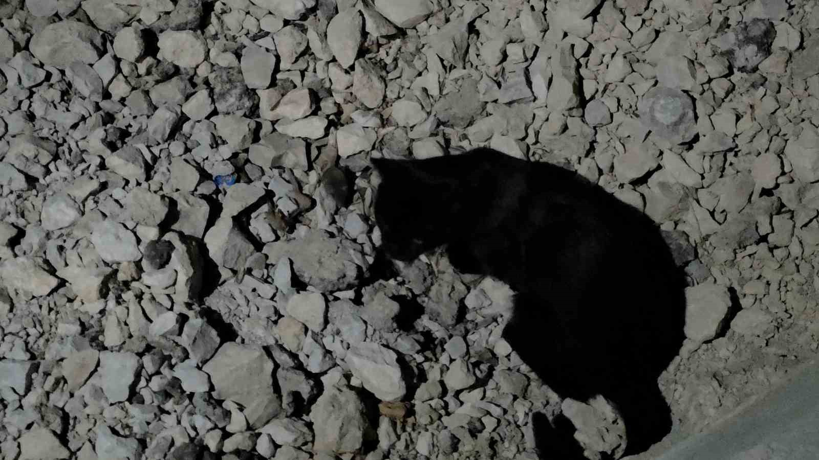 van-golu-sahilinde-sira-disi-anlar-kedi-yakaladigi-fare-ile-saatlerce-oynadi