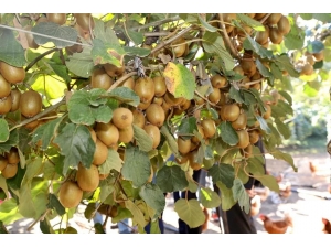 Ordu’da Bu Yıl 7 Bin Ton Kivi Rekoltesi Bekleniyor