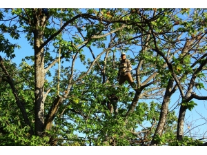Aydın’da Kestane Hasadı Başladı