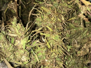 Motosiklette 4 Kilo Esrar