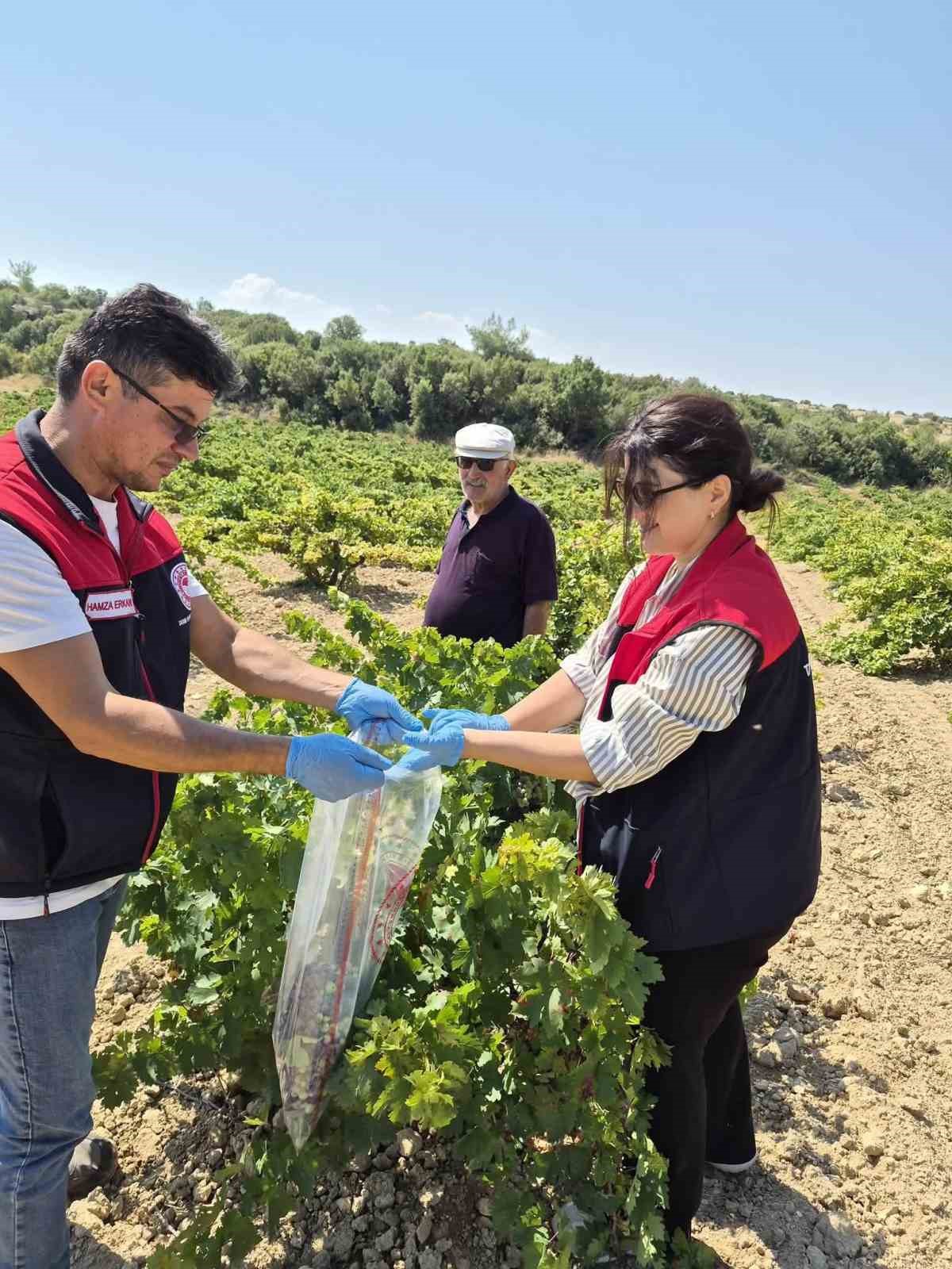 bekilli-de-uzum-baglarindan-tek-tek-numune-aliniyor