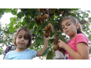Mersin’de Kivi Hasadı Başladı