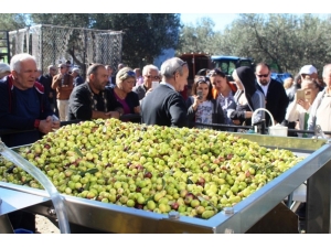 Uluslararası Zeytin Hasat Festivali Başlıyor