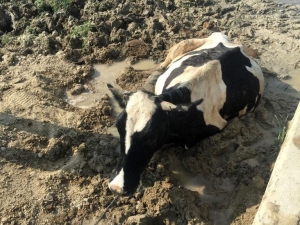 Bataklığa Saplanan İneği İtfaiye Kurtardı