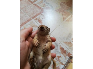 Yağmurdan Etkilenen Sincap Yavrusunu Evine Aldı