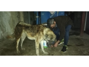 Tokat’ta 5 Ev Yangında Hasar Gördü