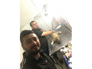 Gece Yarısı Yaralı Köpek İçin Seferber Oldular