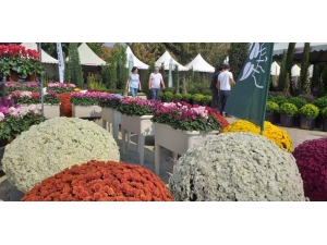 "Ödemiş’te 2 Bin Aile Bitki Üretimi İle Uğraşıyor"