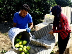 Adana’da Portakal Hasadı Başladı