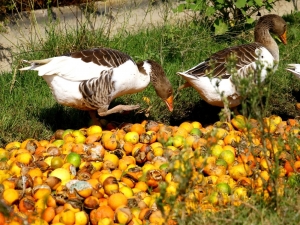 Çürüyen Mandalinalar Kazlara Yem Oldu